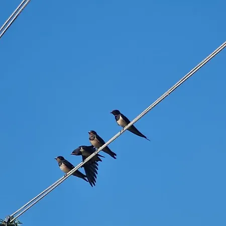 Minhen Apartment Muntic